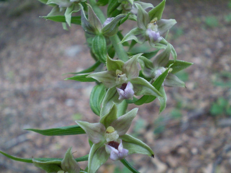 2 - altra Epipactis da determinare